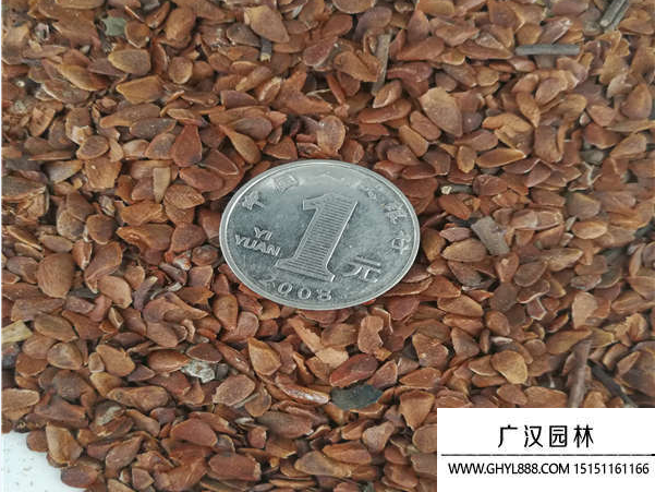 香椿種子