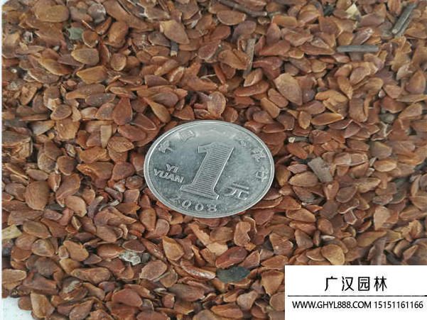 香椿種子