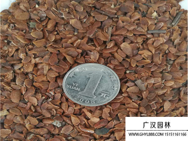 香椿種子