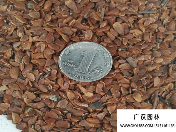 香椿種子