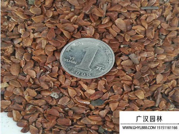香椿種子