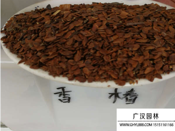 香椿種子