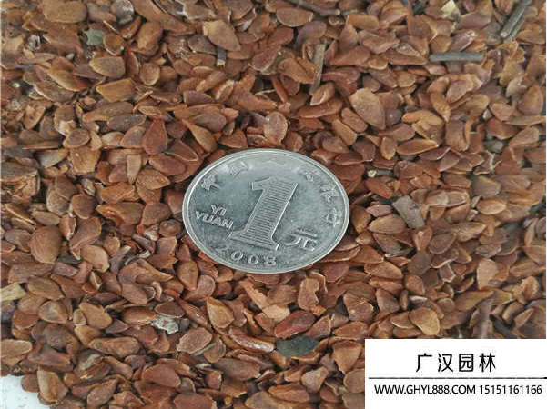 香椿種子