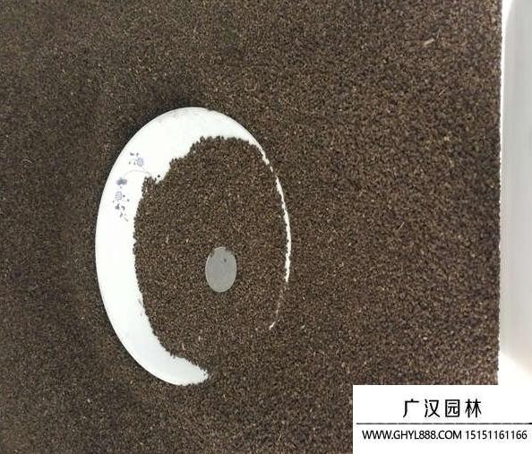 千鳥草種子