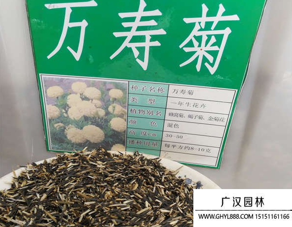 萬壽菊種子