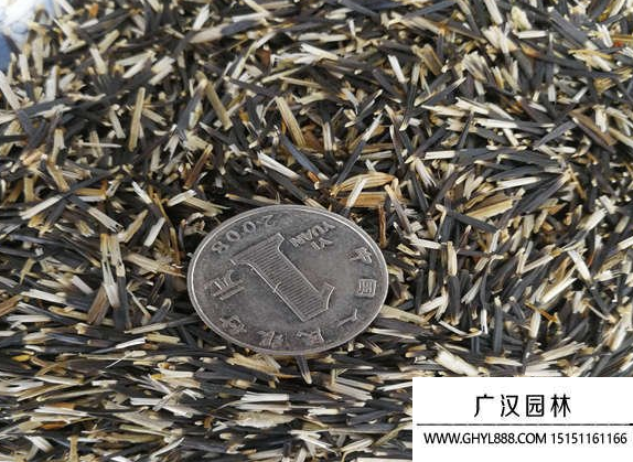 萬壽菊種子