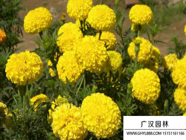 萬壽菊