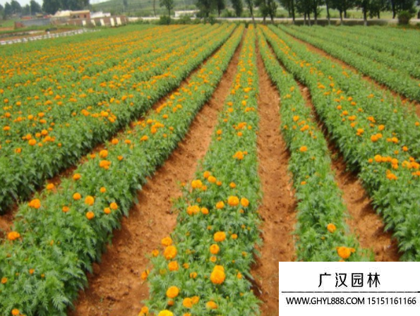 萬壽菊