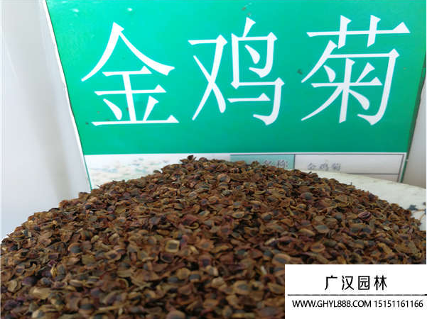 金雞菊種子