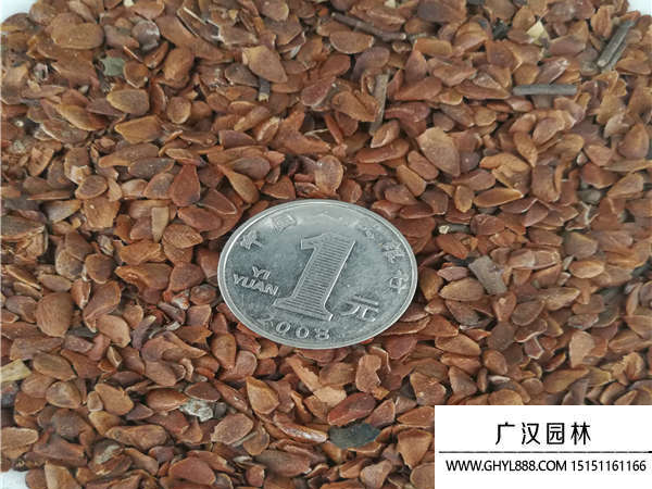 香椿種子
