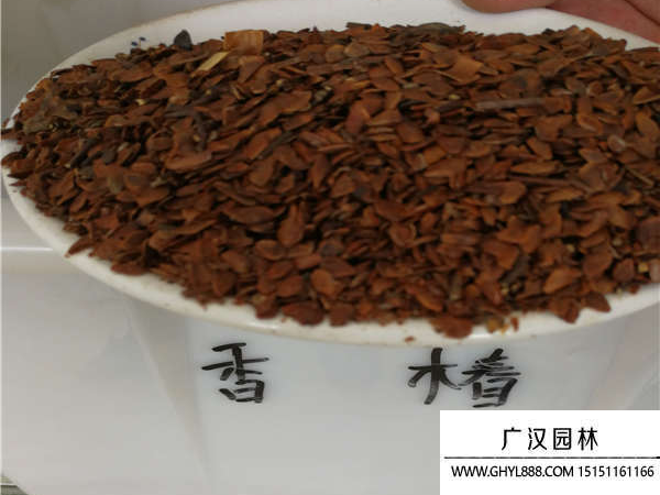 香椿種子