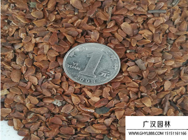 香椿種子