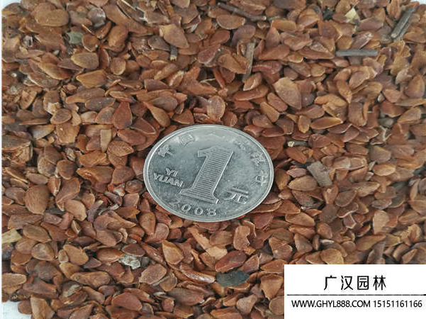 香椿種子