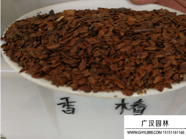 香椿種子