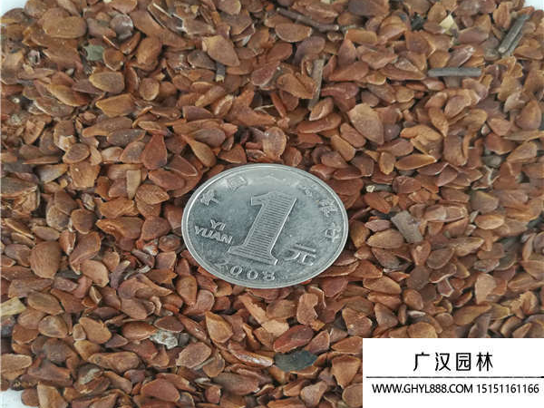 香椿種子