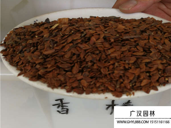 香椿種子