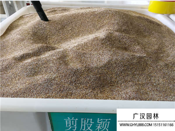 剪股穎種子