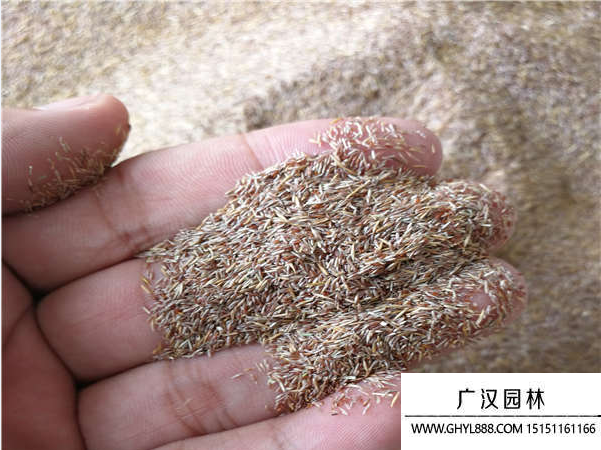 剪股穎種子
