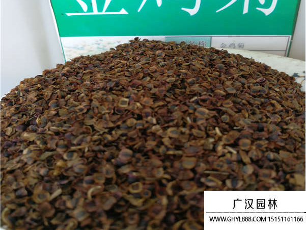 金雞菊種子
