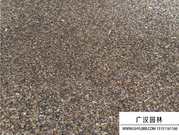 金雞菊種子