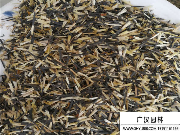 孔雀草種子