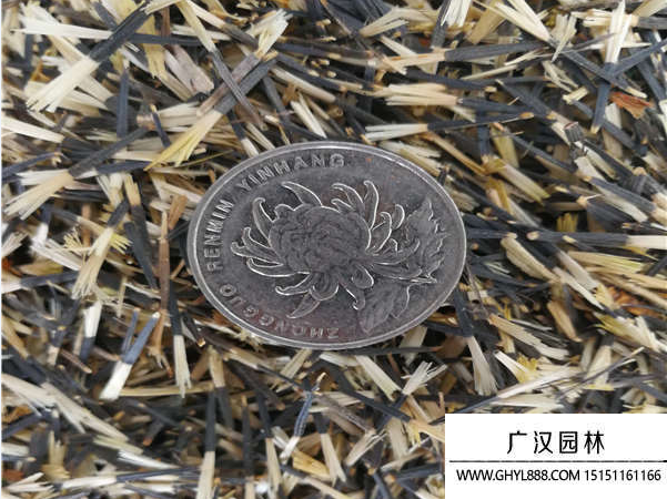 孔雀草種子