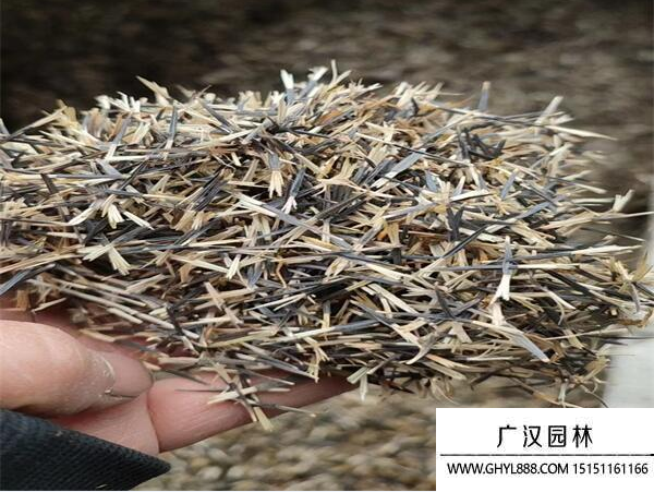 孔雀草種子