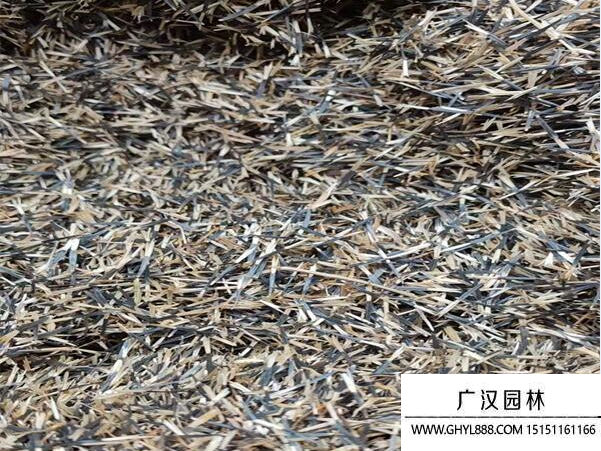 孔雀草種子