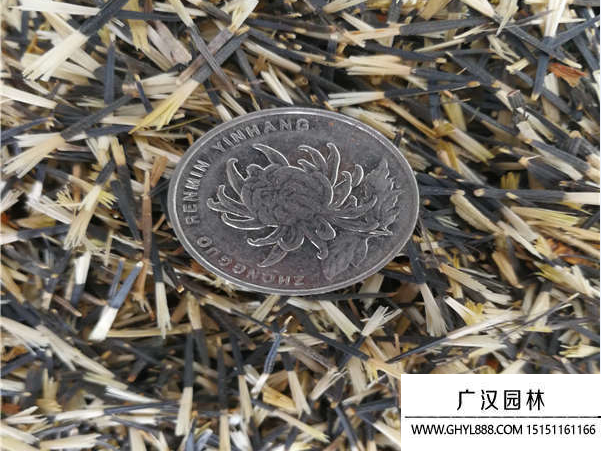 孔雀草種子