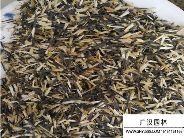 孔雀草種子