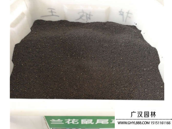 蘭花鼠尾草種子