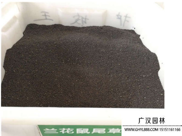 蘭花鼠尾草種子