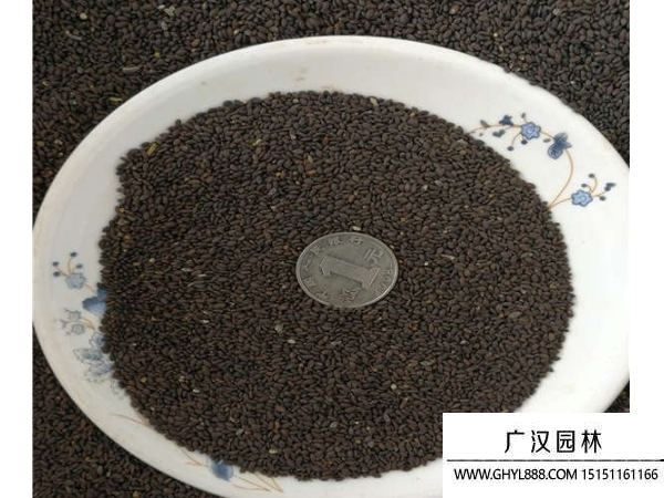 蘭花鼠尾草種子