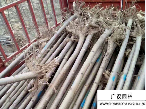 泡桐樹