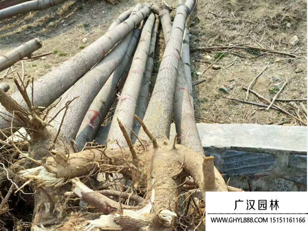 泡桐樹