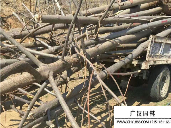 泡桐樹