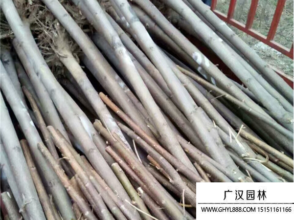 泡桐樹