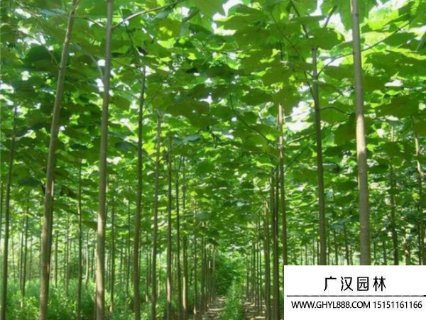 泡桐樹