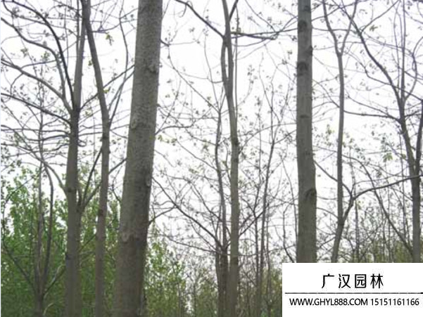 泡桐樹