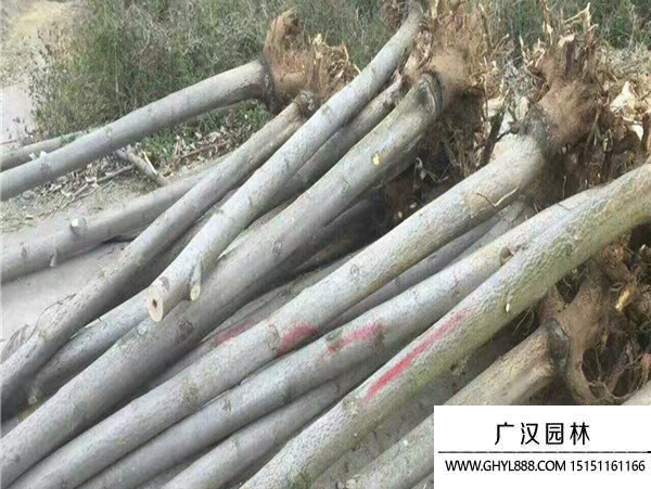 泡桐樹