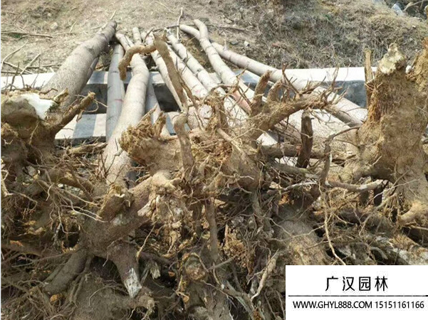 泡桐樹