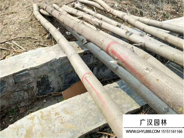 泡桐樹