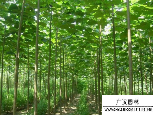 泡桐樹