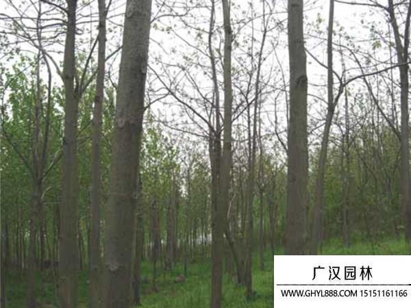 泡桐樹
