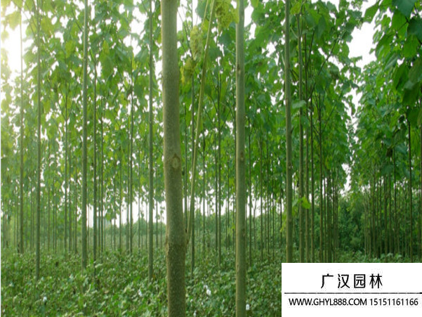 泡桐樹