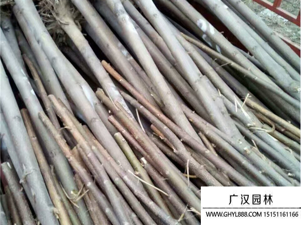 泡桐樹