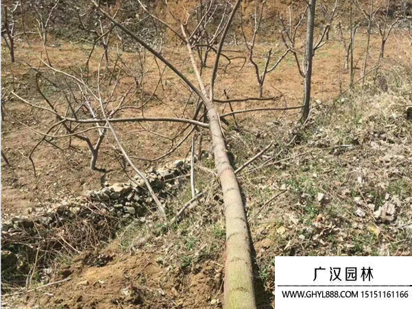 泡桐樹