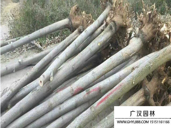 泡桐樹