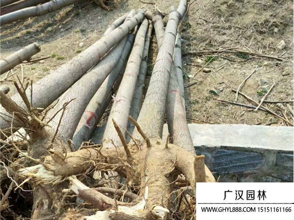 泡桐樹