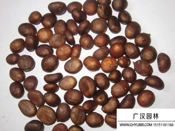 枇杷種子